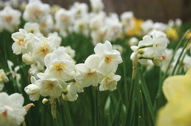 Late-blooming
Sir Winston Churchills are one of the most fragrant varieties.