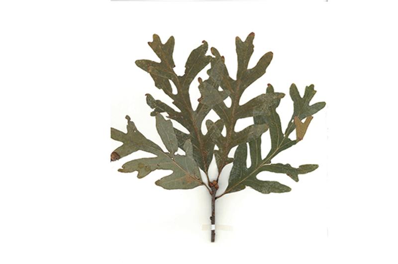 White oak (Quercus alba) leaf specimen from the Polly Hill Arboretum Herbarium collection.