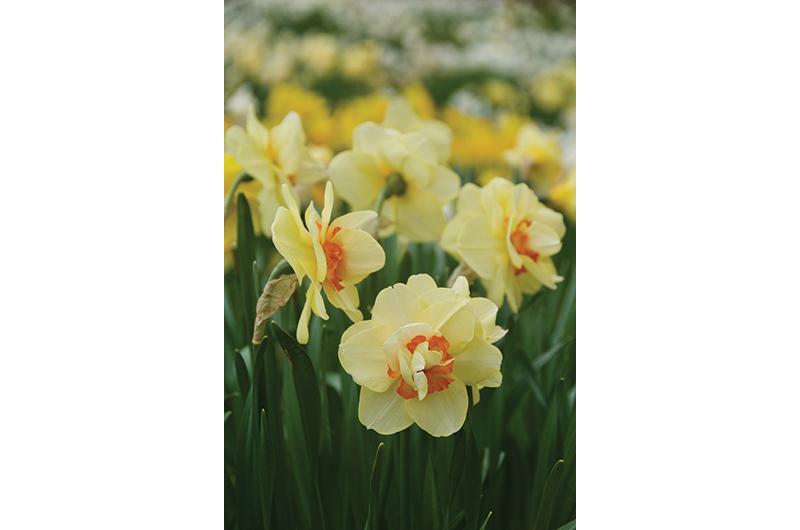 Double Fashions
bloom in the middle of
the daffodil cycle.