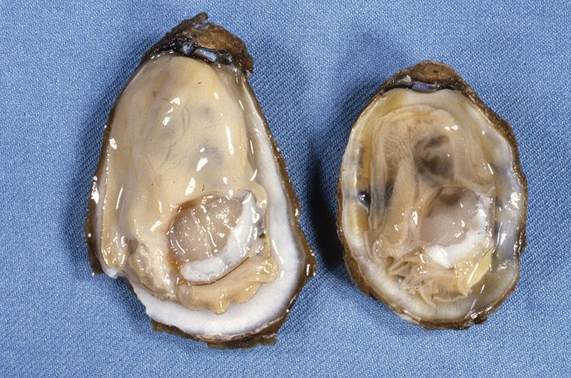 Oysters infected with dermo typically display tissue degradation and reduced size, as seen in the side-by-side comparison of a healthy (left) and diseased oyster.