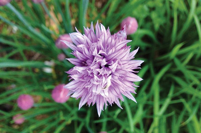 10 Edible Flowers For Cocktails: Add Some Flair To Your Drinks - Minneopa  Orchards