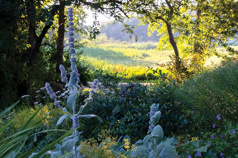 Martha's Vineyard Magazine  A Fragrant Backyard Favorite: Mint