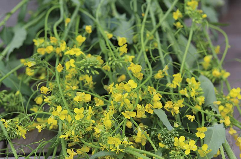 M&S is now selling edible flowers to spruce up your summer