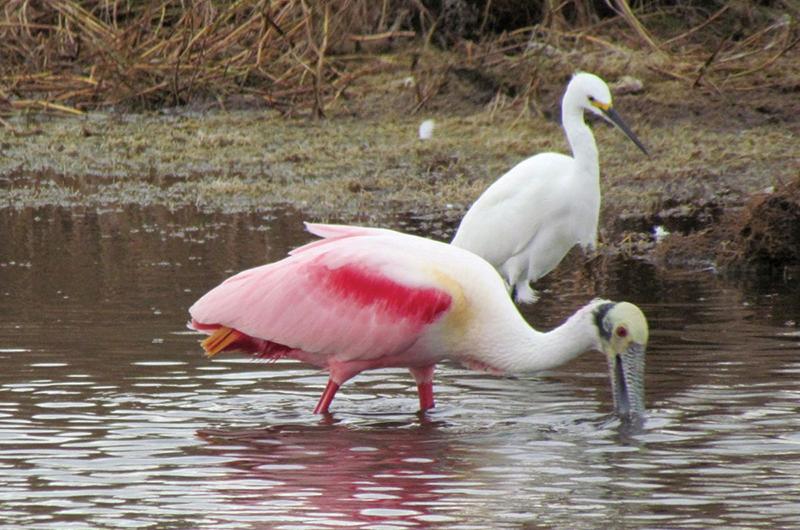 A roseate spoonbill and a snowy egret, and osprey are a few of Soo and Flip’s sightings from their trip in early 2012.