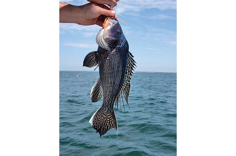 Black sea bass gobbling up lobsters - The Martha's Vineyard Times
