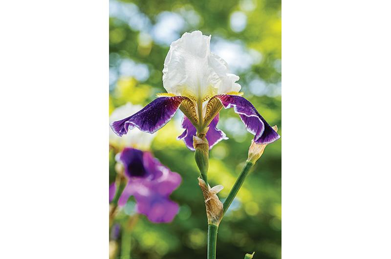 Tall Bearded Iris (Iris 'Iced') in the Irises Database 