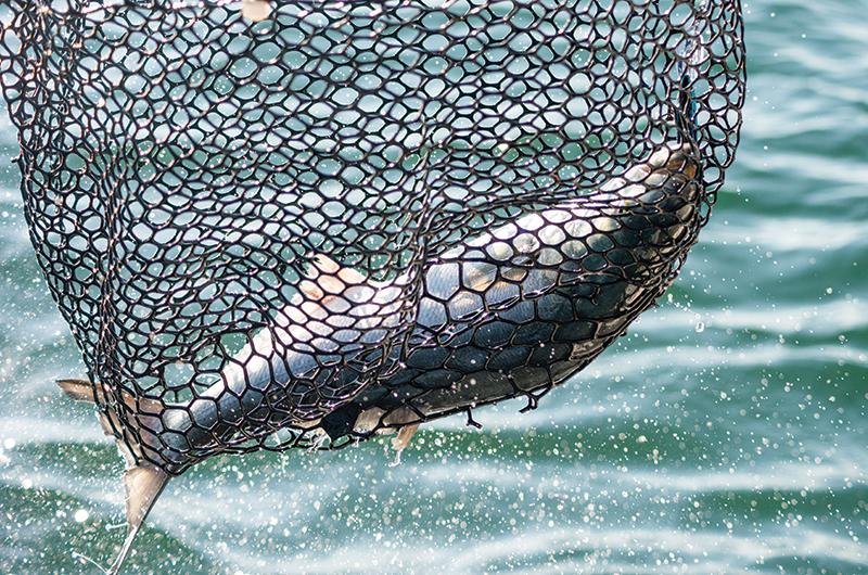 The state’s current bluefish limit is three a day per fisherman, or five a day from a boat for hire.