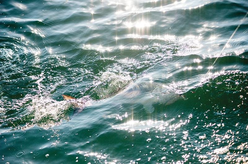 Spin, fly, plug, or bait – any type of gear will work to catch a bluefish.