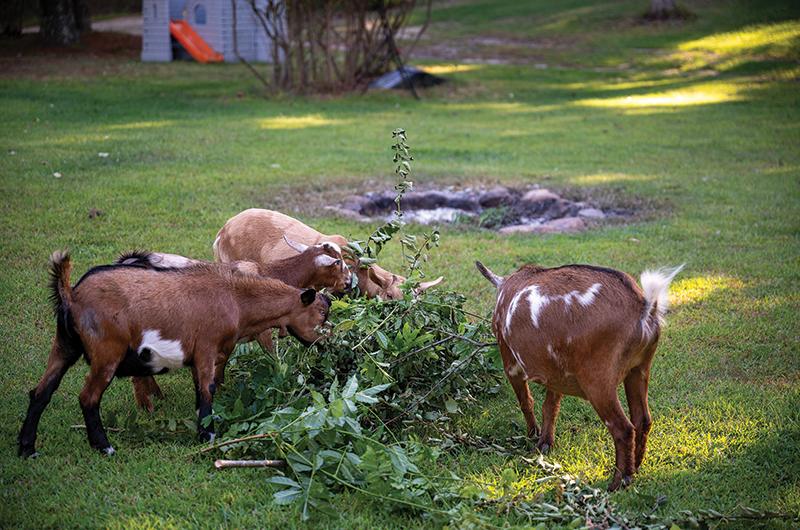 Four goats on the farm supply endless manure to enrich the soil.