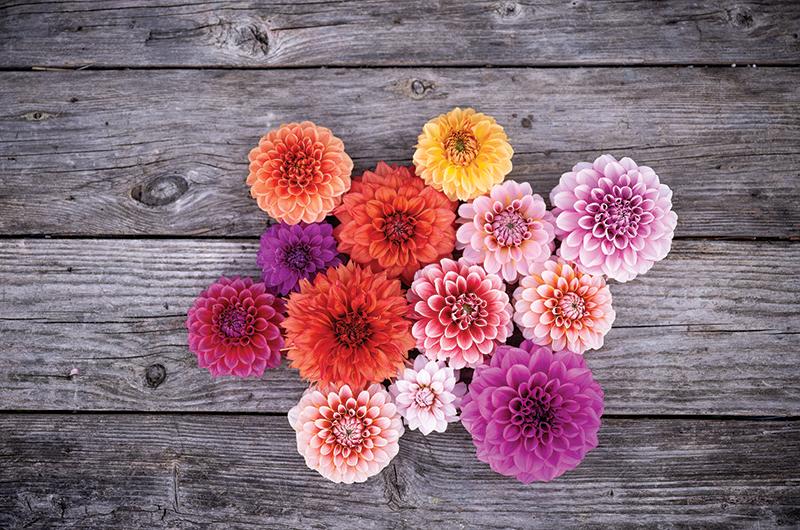 An array of dahlias grown at Long Road Flower Farm.