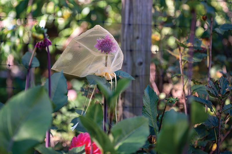 Organza bags are placed over blooms to protect them from getting eaten by earwigs or Japanese beetles.