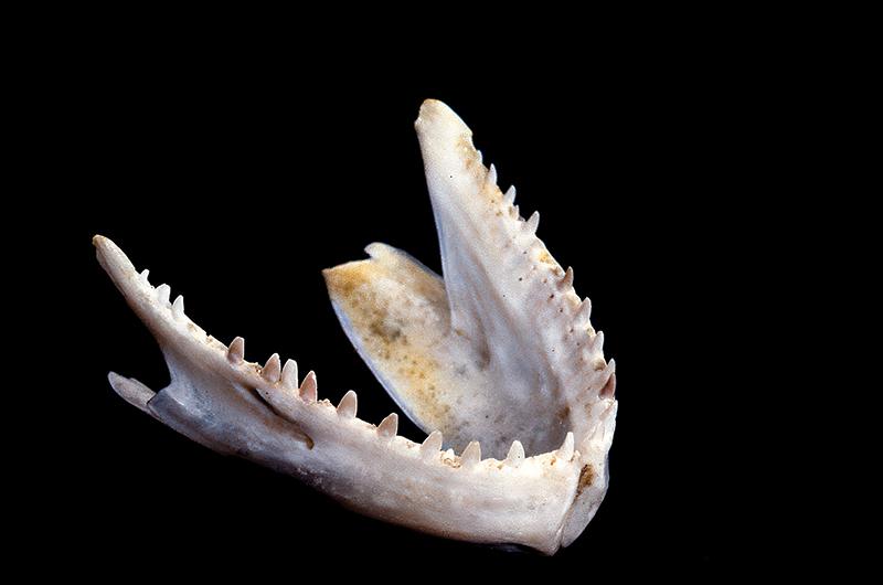 The jawbone of a bluefish highlights its razor-sharp teeth.