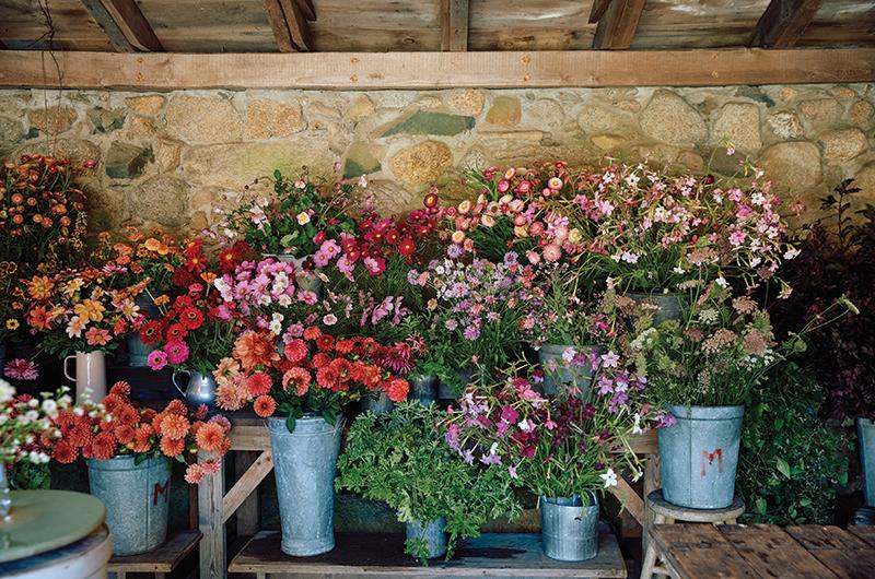 Colorful bouquets in the barn ready to sell at the farmers’ market.