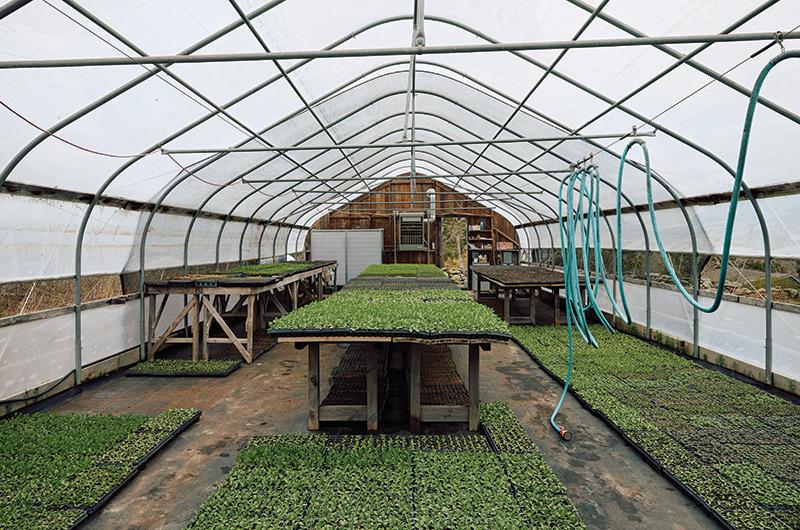 Hundreds of thousands of seedlings get their start in the greenhouse.