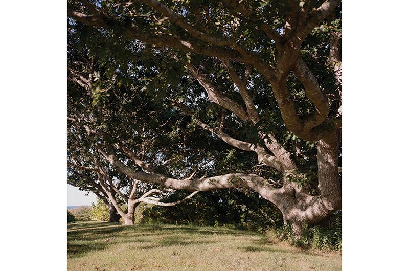 Oaks with meandering limbs are found throughout the property’s landscape.