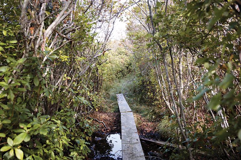 Certain trails won’t be open until next year, including one that will lead to the old hunting cabin.