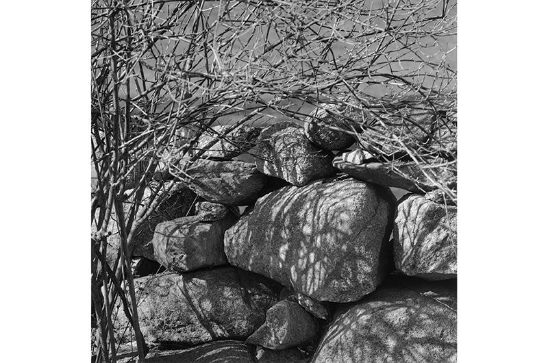 Shadowed Rocks and Brush, Chilmark, 2003.