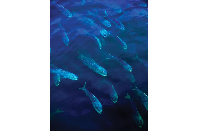 Menhaden – a small, silvery fish with a forked tail – are a vital food source for bluefish.