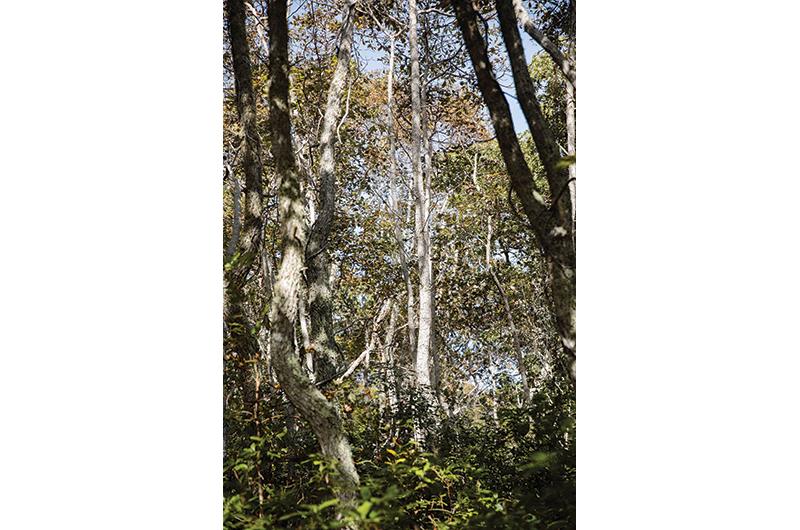 Pockets of woodland include sassafras groves.