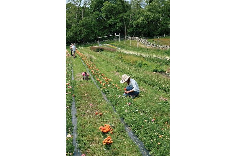Some of Collins's crew at work in the field at Tea Lane Farm.