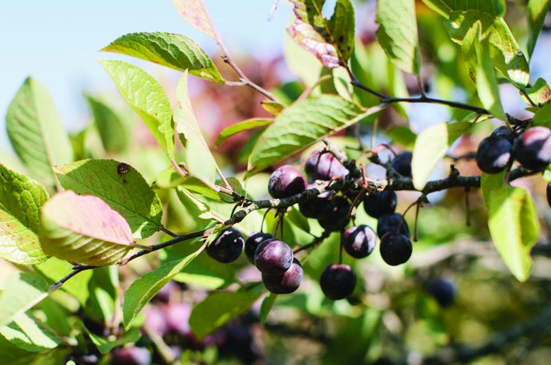 Look for the showy white blossoms in spring, and return in September to gather the wild fruit.