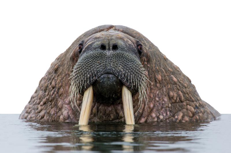 Walrus calling the animal makes a hooting sound which can be heard over  long distances Stock Photo - Alamy