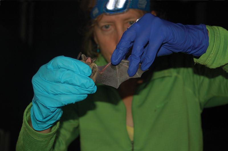 Luanne Johnson attaches a tracking nanotag to a northern long-eared bat.