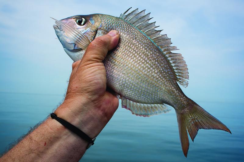 Fall Bottom Dwellers: Sea Bass And Porgy - The Fisherman