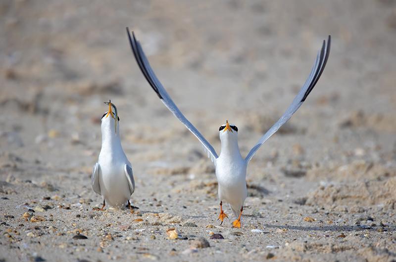 Least Tern Courtship Behavior