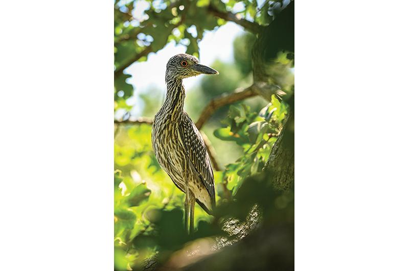 A Heron Without a Crown